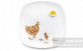 متفورمین، راز افزایش تخم‌گذاری مرغ‌ها: از دیابت تا سفره شما+اینفوگرافی