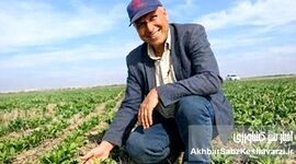 وقتی شهر نفس می‌کشد؛ چگونه درختان دما را به‌طور طبیعی کاهش می‌دهند