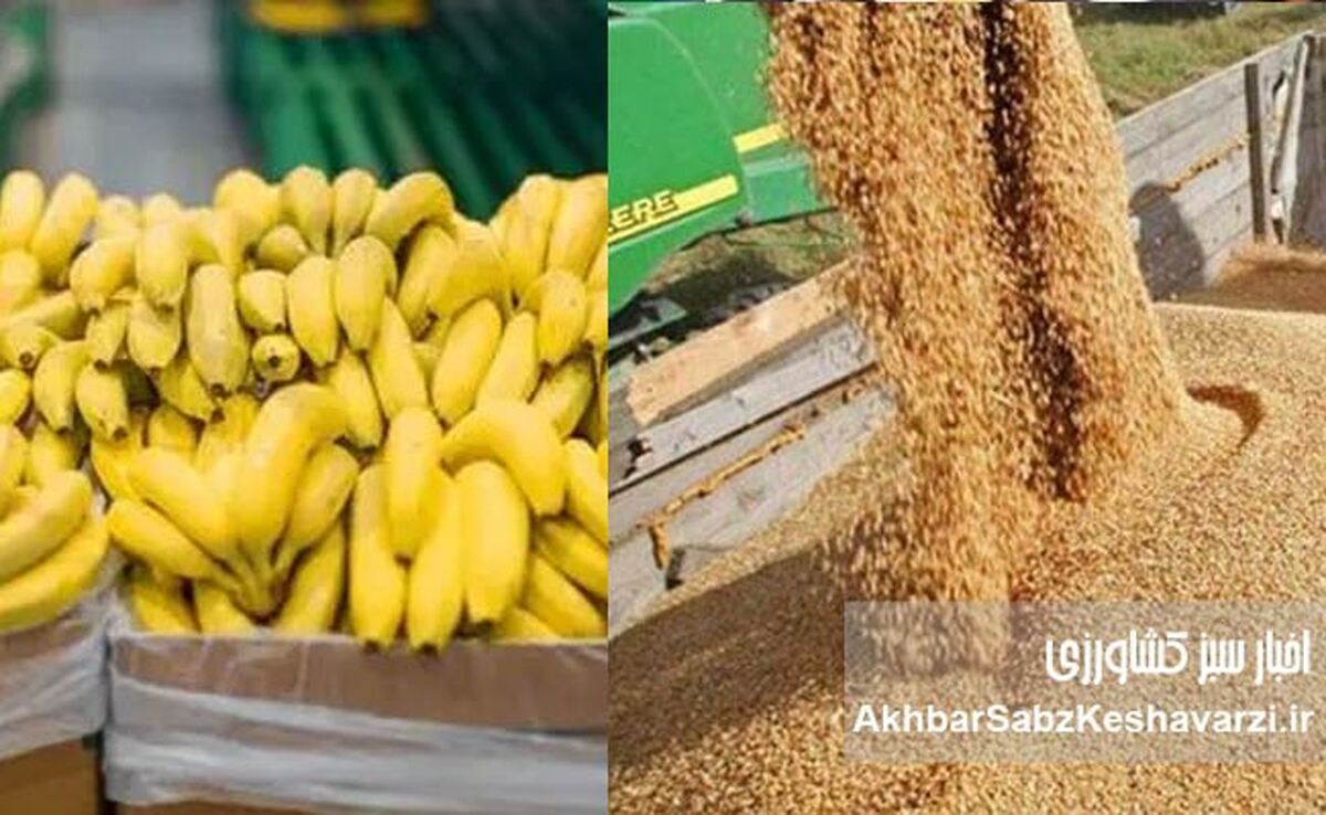 وقتی ۲۳۸ میلیون دلار برای واردات موز هست، اما دامدار برای نهاده درمانده است