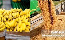 وقتی ۲۳۸ میلیون دلار برای واردات موز هست، اما دامدار برای نهاده درمانده است