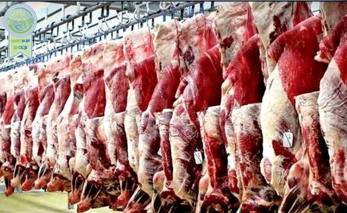 انباشتگی ۵۰ هزارتن گوشت قرمز روی دست دامداران
