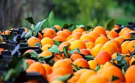 چین به دنبال مرکبات مازندران است

