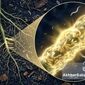استراتژی نوین  مدیریت تلفیقی آفات در نخیلات جنوب ایران