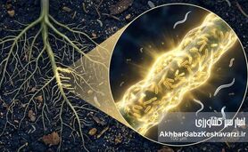 استراتژی نوین  مدیریت تلفیقی آفات در نخیلات جنوب ایران