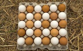 آغاز مرحله ششم خرید حمایتی تخم مرغ از امروز

