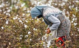 کشت پنبه دیگر مقرون به‌صرفه نیست

