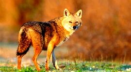 ماجرای حیوان عجیب در تهرانپارس تهران چه بود؟+فیلم

