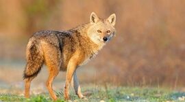 ماجرای حیوان عجیب در تهرانپارس تهران چه بود؟+فیلم

