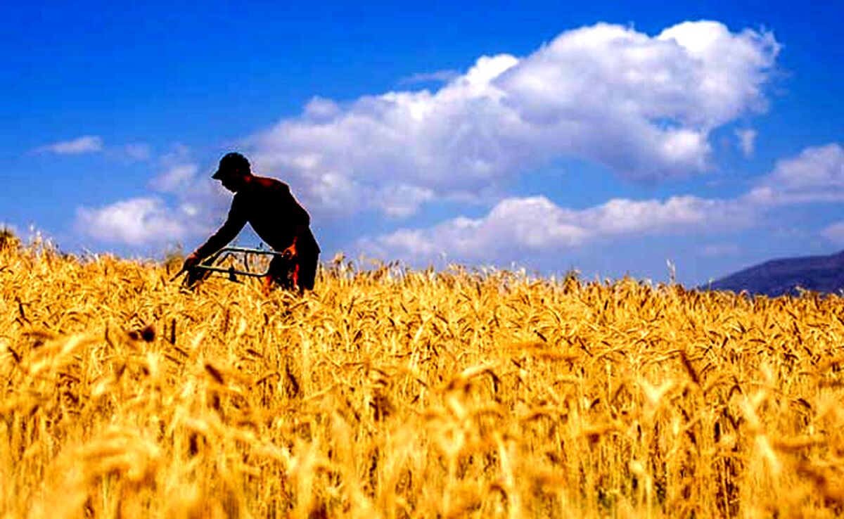 سم‌پاشی گندم و اهمیت آن+اینفوگرافی