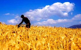 سم‌پاشی گندم و اهمیت آن+اینفوگرافی