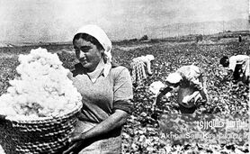 سیاست پنبه در ایران؛ تاریخچه و تحولات در عصر پهلوی اول