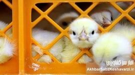افزایش آمار جوجه‌ریزی اردیبهشت؛ جهش تا ۱۲۰ میلیون قطعه