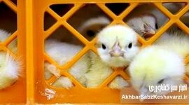 افزایش آمار جوجه‌ریزی اردیبهشت؛ جهش تا ۱۲۰ میلیون قطعه