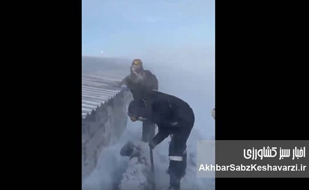 حیوانات در سرمای مرگبار کرمان یخ زدند | برف یک‌متری دام‌ها را زنده‌زنده دفن کرد+ ویدئو