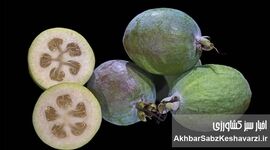 فوجیا؛ میوه‌ای شگفت‌انگیز که عطری از بهشت دارد