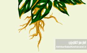جلوگیری از پوسیدگی ریشه گیاهان گلدانی