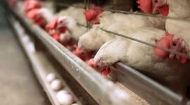 چراغ سبز برای صادرات پولت؛ محدودیت‌ها از روی جوجه‌های تخم‌گذار برداشته شد

