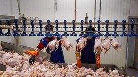 قیمت مرغ از ابتدای بهمن ۹۰ هزارتومان می‌شود

