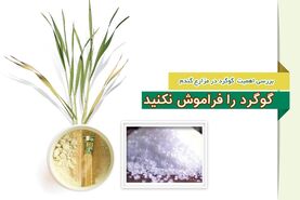 با علائم ظهور کمبود گوگرد در گندم آشنا شوید

