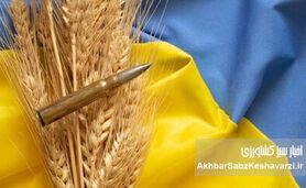 غارت گندم اوکراین: تصاحب محصول کشاورزان توسط اشغالگران روس