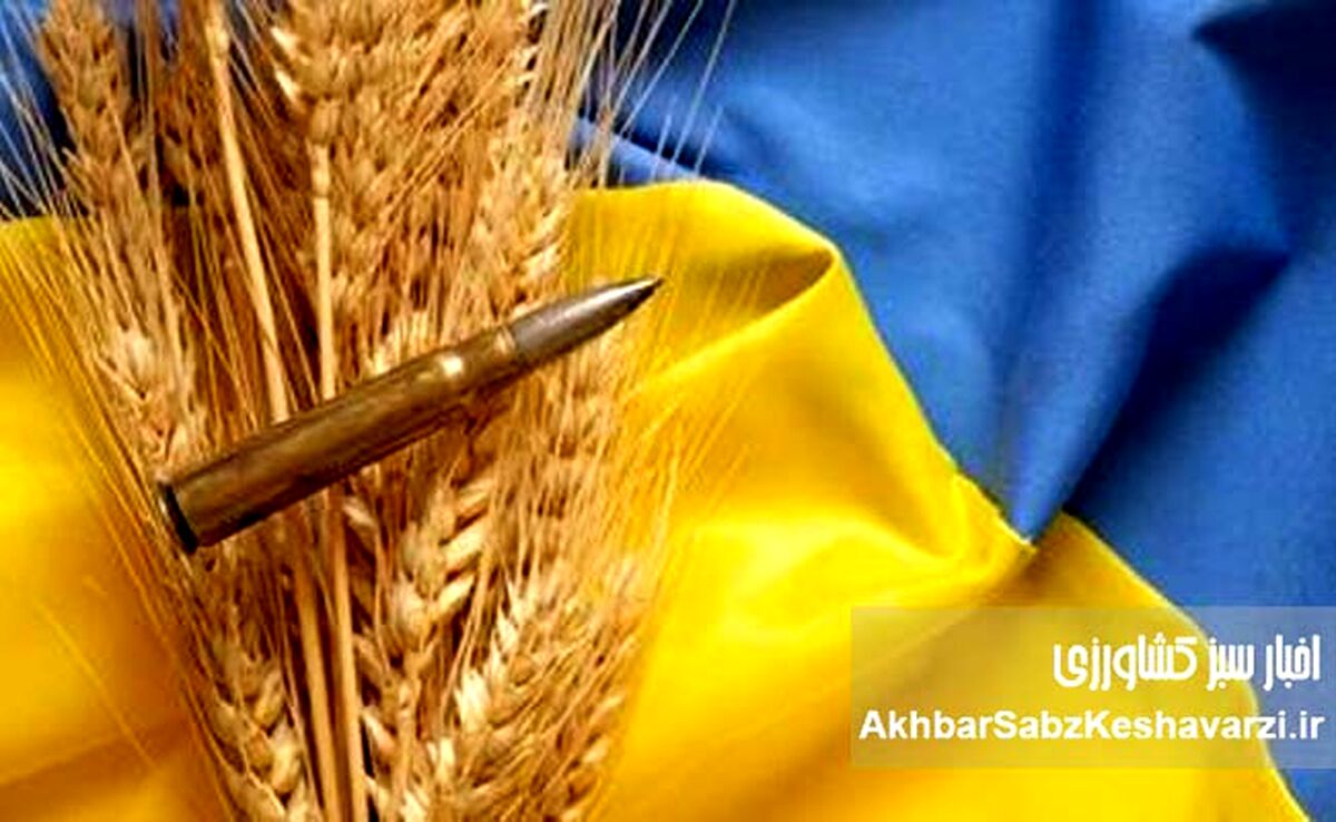 غارت گندم اوکراین: تصاحب محصول کشاورزان توسط اشغالگران روس
