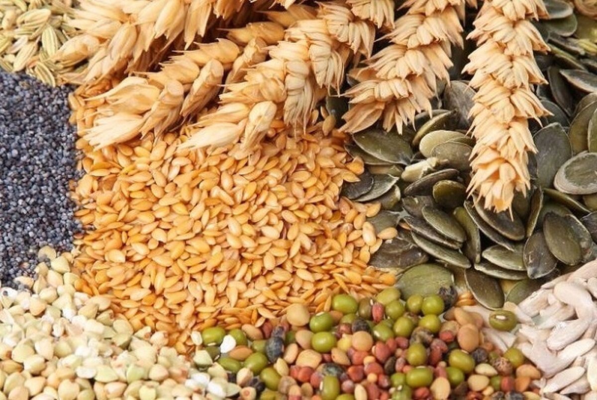 رشد ۲۴ درصدی تولیدات کشاورزی ترکمنستان در ۹ ماه؛ جهش تولید در بخش‌های پنبه و غلات