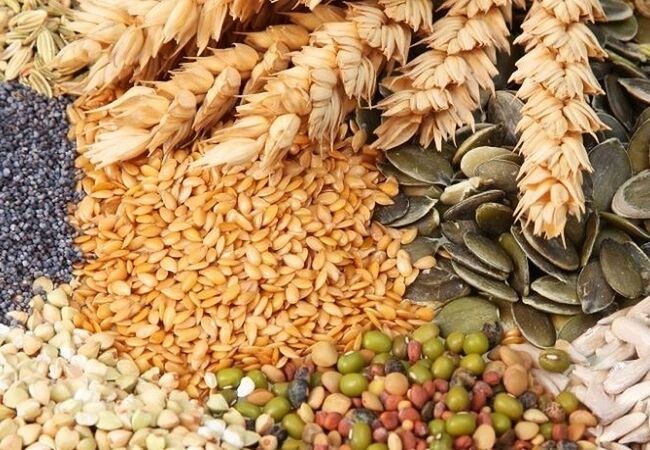 رشد ۲۴ درصدی تولیدات کشاورزی ترکمنستان در ۹ ماه؛ جهش تولید در بخش‌های پنبه و غلات