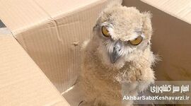 نجات شاه بوف در مراوه تپه؛ جغد باشکوه ایرانی دوباره پرواز خواهد کرد؟+ ویدئو