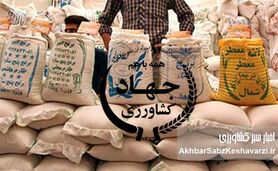 دلایل بهم‌ریختگی و گرانی بازار برنج | وزارت جهاد کشاورزی متهم ردیف اول بحران برنج ایرانی و خارجی