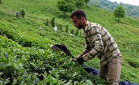  انتقاد اتحادیه چای کشور از سیاست‌های وزارت جهاد کشاورزی

