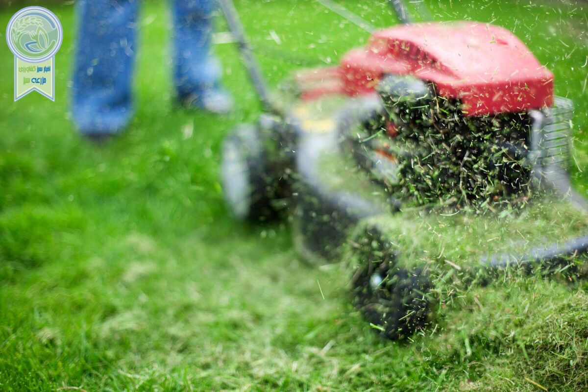 نکات مهم برای یک چمن سالم تر و زیباتر