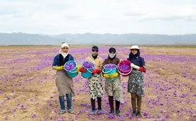 ابتلای زعفران ایرانی به بیماری پسته و فرش


