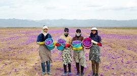 ابتلای زعفران ایرانی به بیماری پسته و فرش


