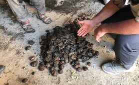 قصه تلخ و تکراری دور ریز سیب‌زمینی در لرستان+ ویدئو و تصاویر


