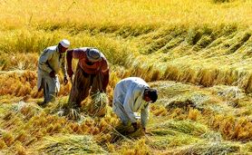 68 درصد اهداف طرح جهش تولید در دیمزارها محقق شد

