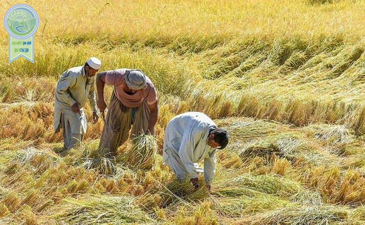 68 درصد اهداف طرح جهش تولید در دیمزارها محقق شد

