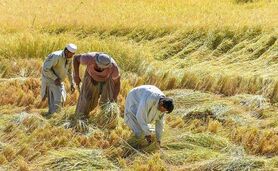68 درصد اهداف طرح جهش تولید در دیمزارها محقق شد

