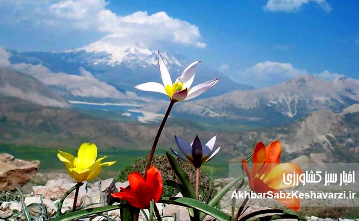 تب صعود به دماوند؛ از رویای فتح تا تراژدی!