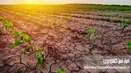 گیاهان مقاوم به خشکی در کشاورزی پایدار