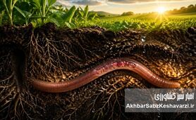 آیا آینده زمین به حیوانی با ۵ قلب بستگی دارد؟
