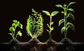 هورمون های گیاهی چیست و انواع آن کدامند؟+کلیپ

