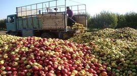 کشاورزی قراردادی راهی مناسب برای تامین مواد اولیه صنایع تبدیلی

