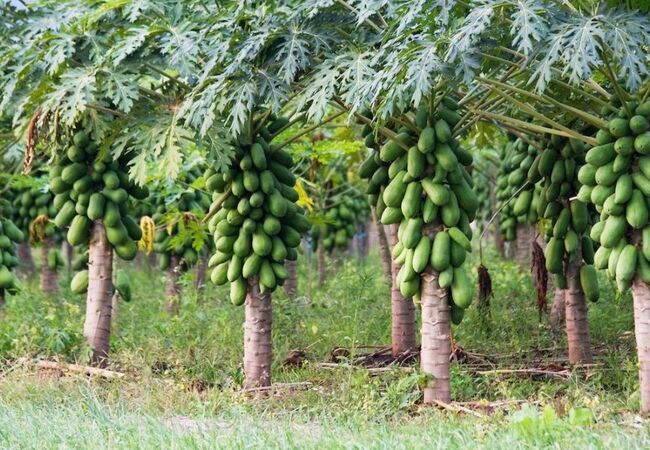 توسعه کشت میوه‌های استوایی در گلخانه‌های شمال کشور