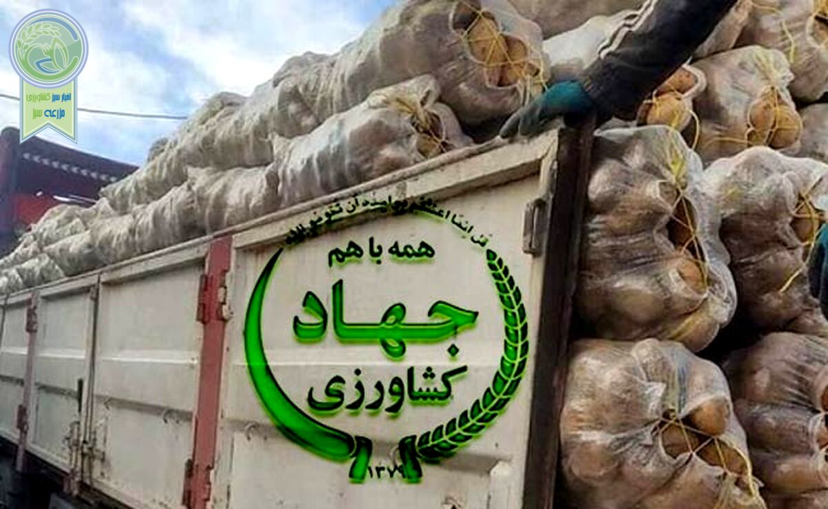 فساد در واردات سیب‌زمینی با ارز دولتی؛ پای سودهای نجومی در میان است
