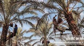 دروازه‌های صادرات بسته شد؛ خرمای جهرم در انبارها ماند