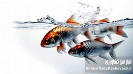 سورتینگ ماهی؛ راز رشد یکنواخت و کاهش تلفات در پرورش ماهی