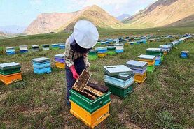 راهکارهای علمی و عملی برای افزایش چشمگیر تولید عسل در هر کندو