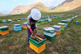 راهکارهای علمی و عملی برای افزایش چشمگیر تولید عسل در هر کندو
