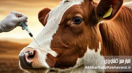 سویه جدید تب برفکی، تهدیدی برای شیر کشور