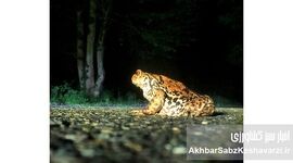 راز یک گونه نادر در النگدره؛ چرا «وزغ هیرکانی» برای طبیعت حیاتی است؟